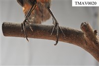 Blue Rock Thrush Collection Image, Figure 15, Total 16 Figures